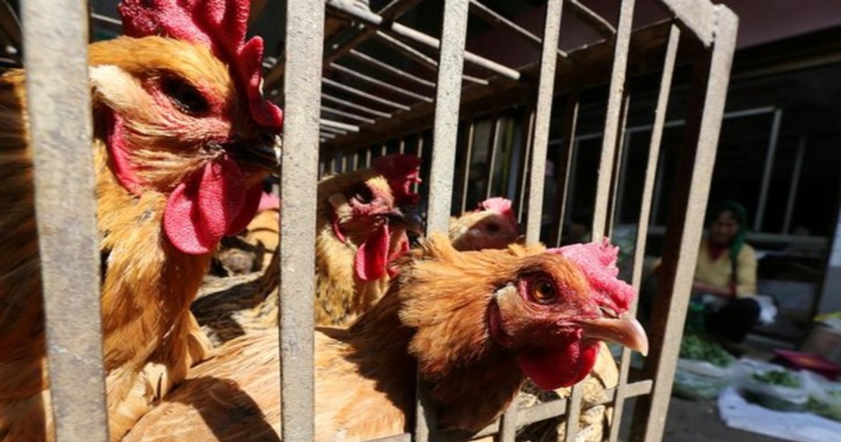 Maharashtra: After Thane, bird flu detected at poultry farm in Palghar